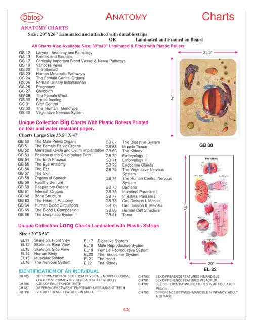 Anatomy Chart