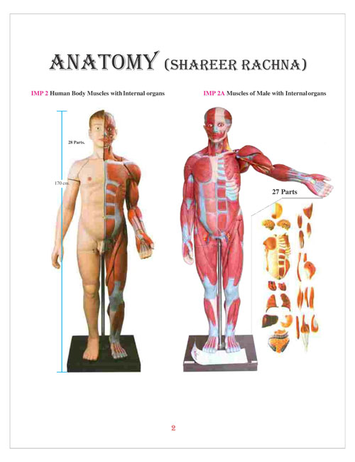 IMP 2 Human Body Muscles With Internal Organs