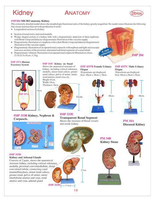 Kidney