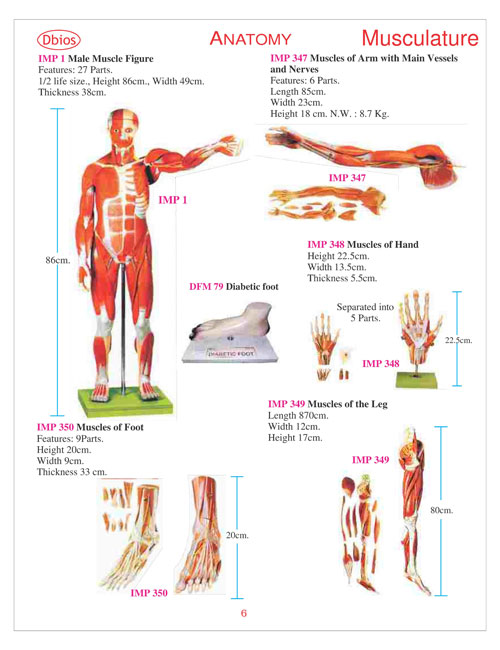 Model Musculature