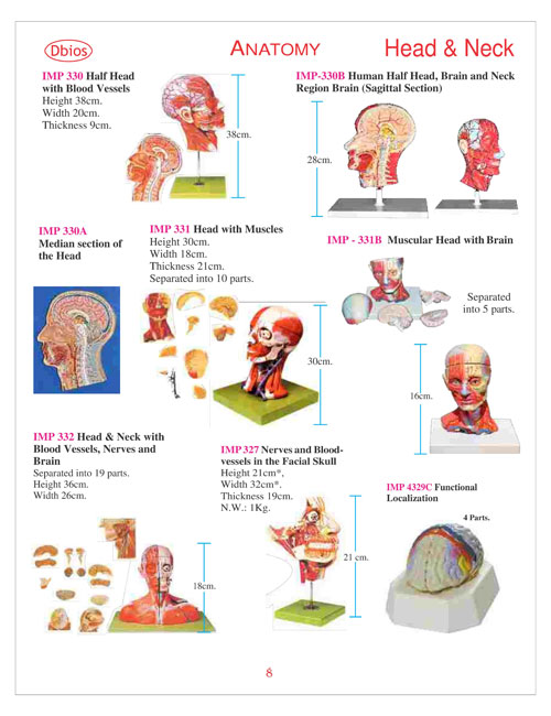 Model Head And Neck
