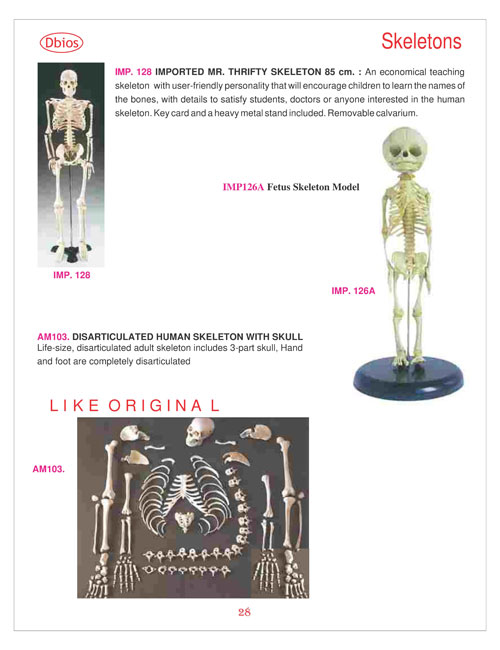 Skeletons
