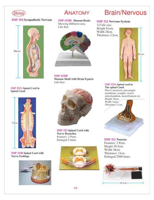 Model Brain And Nervous