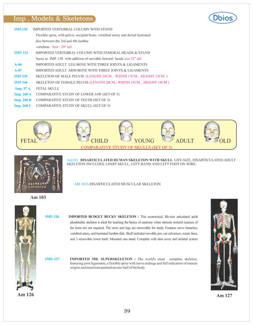 IMP Model And Skeleton