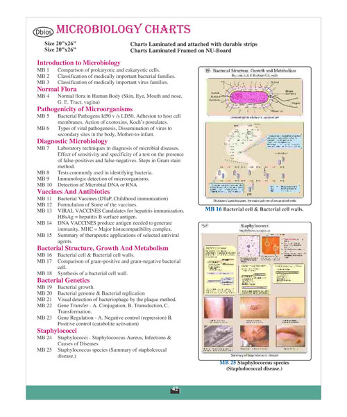 Microbiology Chart